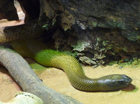 WILD LIFE Sydney Entrance Ticket - Accommodation Tasmania 8