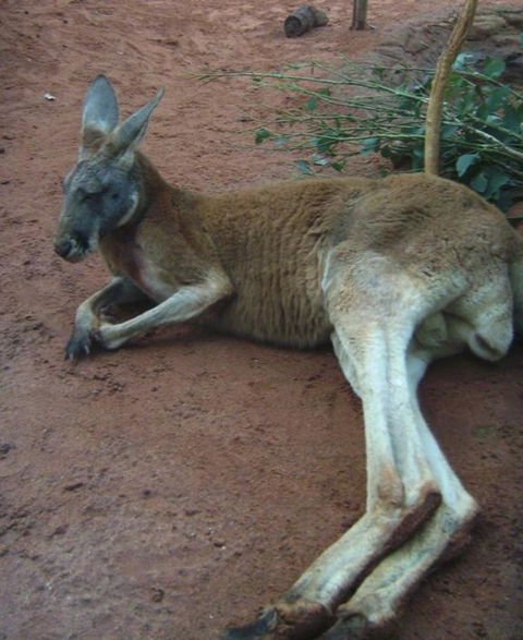 WILD LIFE Sydney Entrance Ticket - Accommodation Tasmania 13