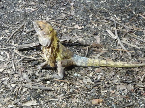WILD LIFE Sydney Entrance Ticket - Accommodation Tasmania 9