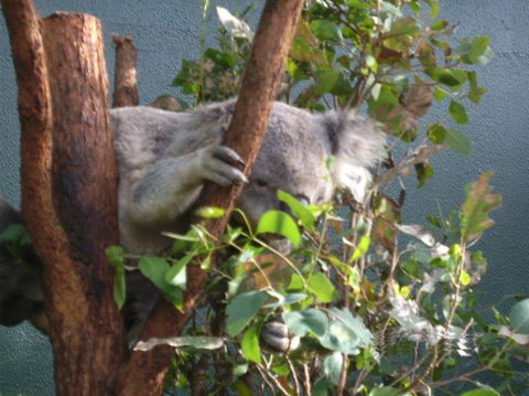WILD LIFE Sydney Entrance Ticket - Accommodation Tasmania 16