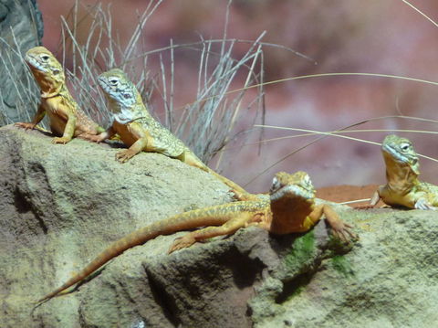 WILD LIFE Sydney Entrance Ticket - Accommodation Tasmania 7