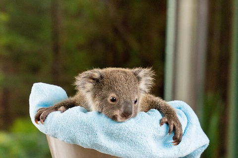 WILD LIFE Sydney Entrance Ticket - Accommodation Tasmania 25