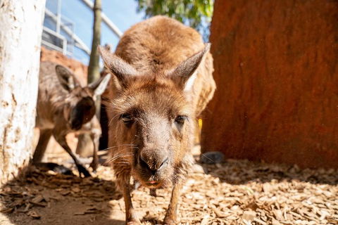 WILD LIFE Sydney Entrance Ticket - Accommodation Tasmania 24