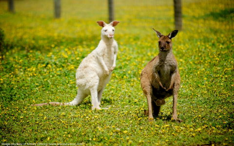 Bordertown Wildlife Park - Accommodation Tasmania 0
