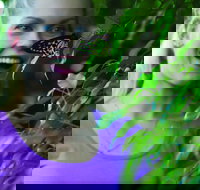 Coffs Harbour Butterfly House - Accommodation Tasmania