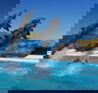 Dolphin Marine Conservation Park - Accommodation Tasmania