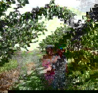 Harben Vale Pick Your Own Cherries - Accommodation Tasmania
