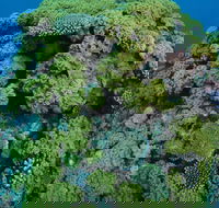 Keeper Reef Dive Site - Accommodation Tasmania