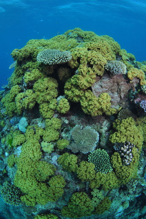 Keeper Reef Dive Site - Accommodation Tasmania 0
