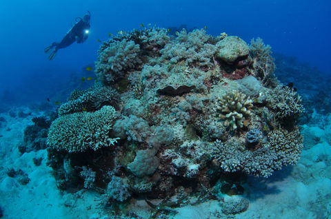 Keeper Reef Dive Site - Accommodation Tasmania 1