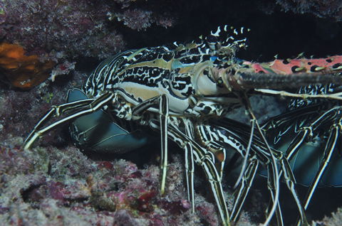 Keeper Reef Dive Site - Accommodation Tasmania 2