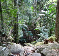 Lyrebird track - Accommodation Tasmania