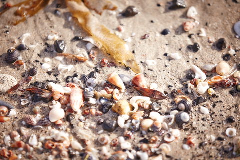 Mushroom Reef Beach - Accommodation Tasmania 1