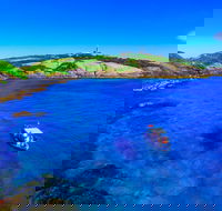 Snorkelling Montague Island - Accommodation Tasmania