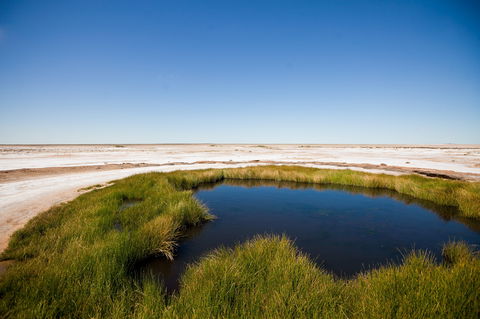 Wabma Kadarbu Mound Springs Conservation Park - Accommodation Tasmania 0
