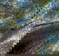 Wallumatta Nature Reserve - Accommodation Tasmania