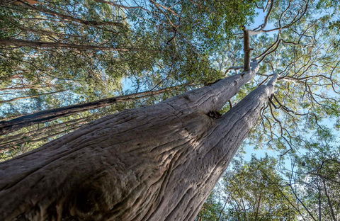 Wallumatta Nature Reserve - Accommodation Tasmania 0
