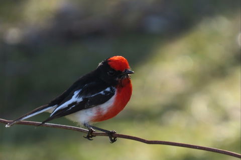 Weddin Bird Trails - Accommodation Tasmania 0