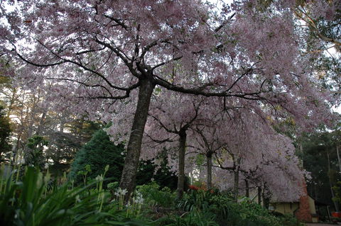 Wildwood Garden - Accommodation Tasmania 0
