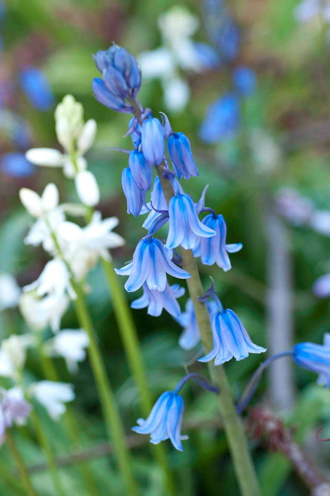 Wildwood Garden - Accommodation Tasmania 1