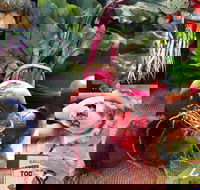 Ballina Farmers Market - Accommodation Tasmania