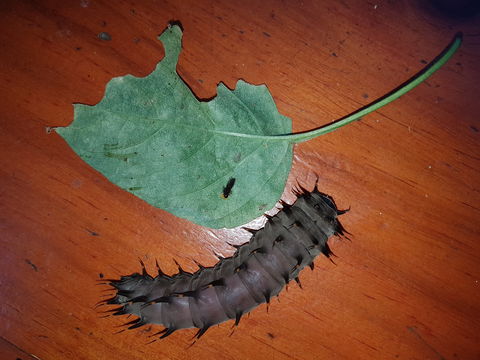 Batchelor Butterfly Farm & Pet Garden - Accommodation Tasmania 0