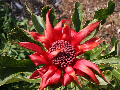 Inverawe Native Gardens - Accommodation Tasmania 0