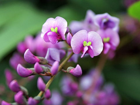 Inverawe Native Gardens - Accommodation Tasmania 2