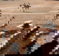 Monarto Safari Park - Accommodation Tasmania