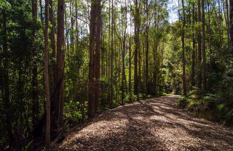 Myrtle Scrub Scenic Drive - Accommodation Tasmania 0
