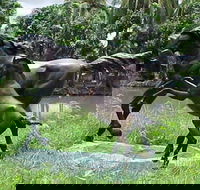 Summerland Antiques and Garden Centre - Accommodation Tasmania