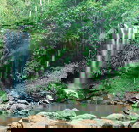 Tamborine National Park - Accommodation Tasmania