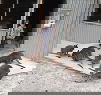 The Patriarch Wildlife Sanctuary - Accommodation Tasmania