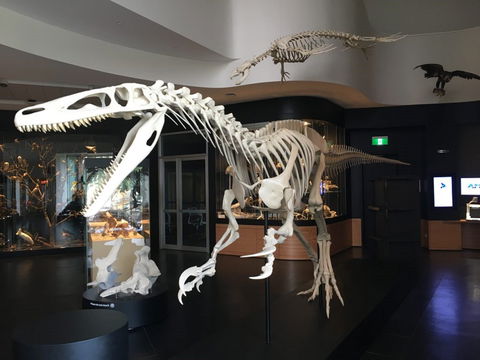 UNE Natural History Museum - Accommodation Tasmania 0