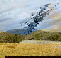 Weddin Mountains National Park - Accommodation Tasmania