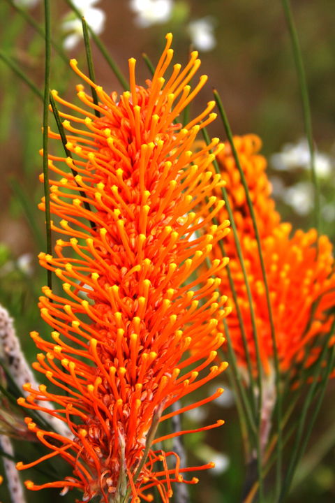 Wongan Hills Wildflowers - Accommodation Tasmania 0