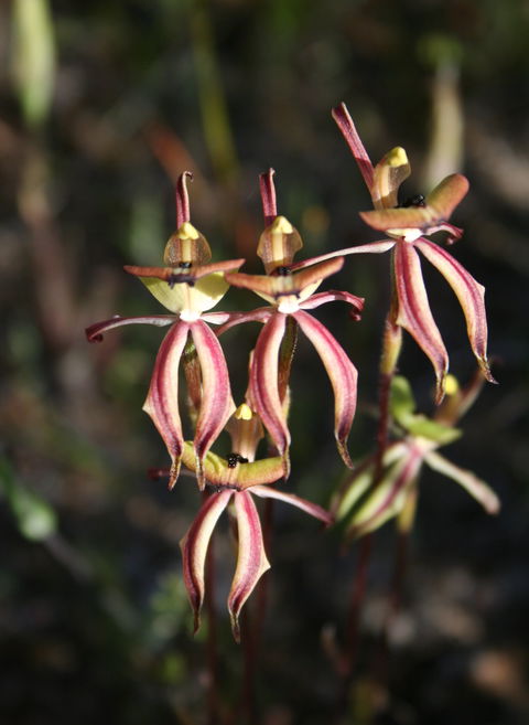Wongan Hills Wildflowers - Accommodation Tasmania 1