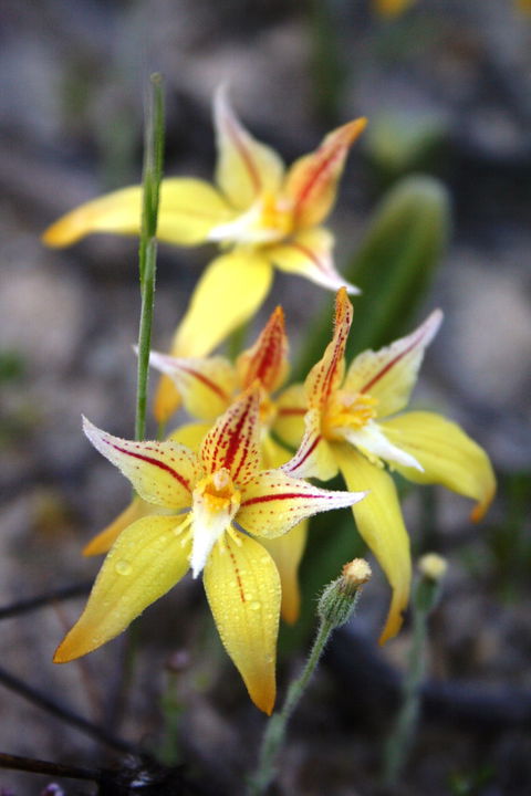 Wongan Hills Wildflowers - Accommodation Tasmania 2