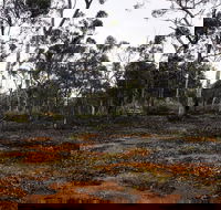 Woylie Walk Dryandra Woodland - Accommodation Tasmania
