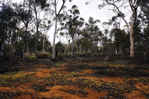 Woylie Walk, Dryandra Woodland - Accommodation Tasmania 0