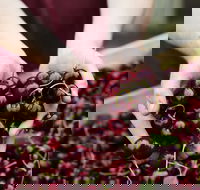 Yarra Valley Cherries - Accommodation Tasmania