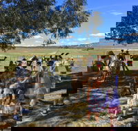 Alpaca Magic Stud - Accommodation Tasmania