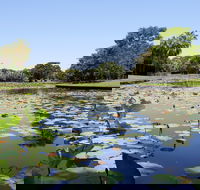 Anderson Park Botanic Gardens - Accommodation Tasmania
