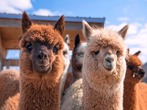Animal Farm Visit - Accommodation Tasmania 0