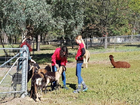 Animal Farm Visit - Accommodation Tasmania 1