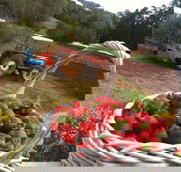 Blue Hills Berries and Cherries - Accommodation Tasmania