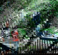 Curtis Falls track Tamborine National Park - Accommodation Tasmania