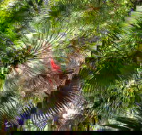 Depot Beach Rainforest Walk - Accommodation Tasmania