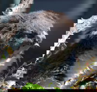 Gorge Wildlife Park - Accommodation Tasmania