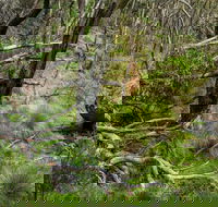 Hopetoun Falls Walking Track - Accommodation Tasmania